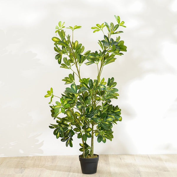 DANUBE | New Umbrella Plant 120 cm | 231202708340