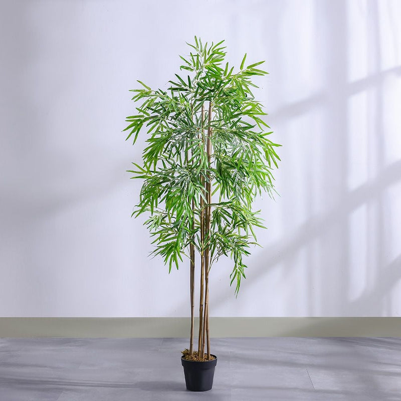 DANUBE | Bamboo 6 Rod150 Group Lvs Potted Plant 210Cm | 231202709858