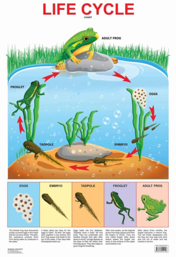 Educational Chart Life Cycle