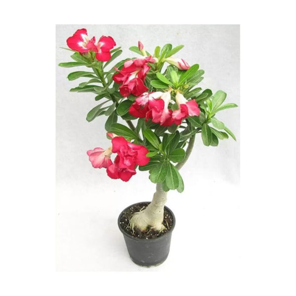 Adenium Obesum | Outdoor Live Plant | 30-40 CM Height
