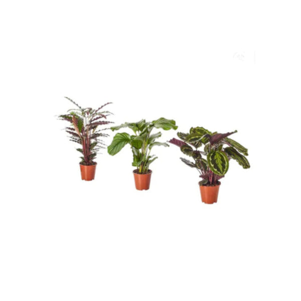 Calathea Mix | Indoor Live Plant | 30-40 CM Height (1 Pot)