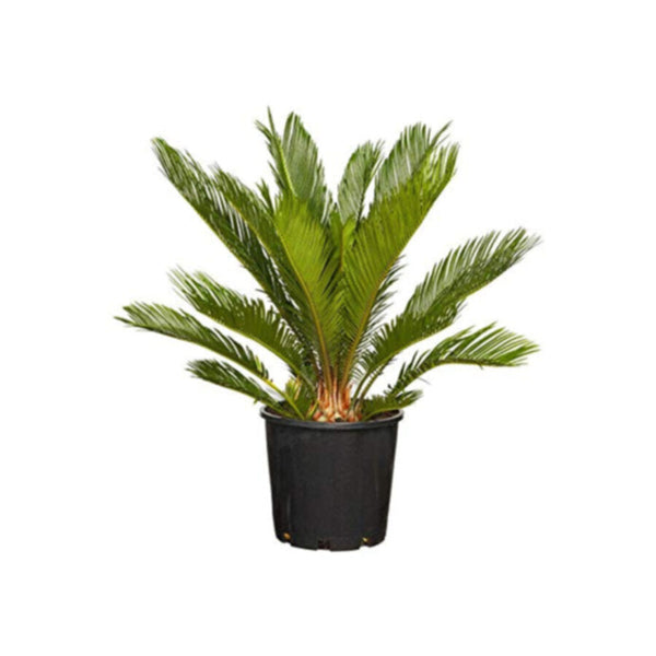 Cycas Revoluta Outdoor Plant 10 CM Trunk