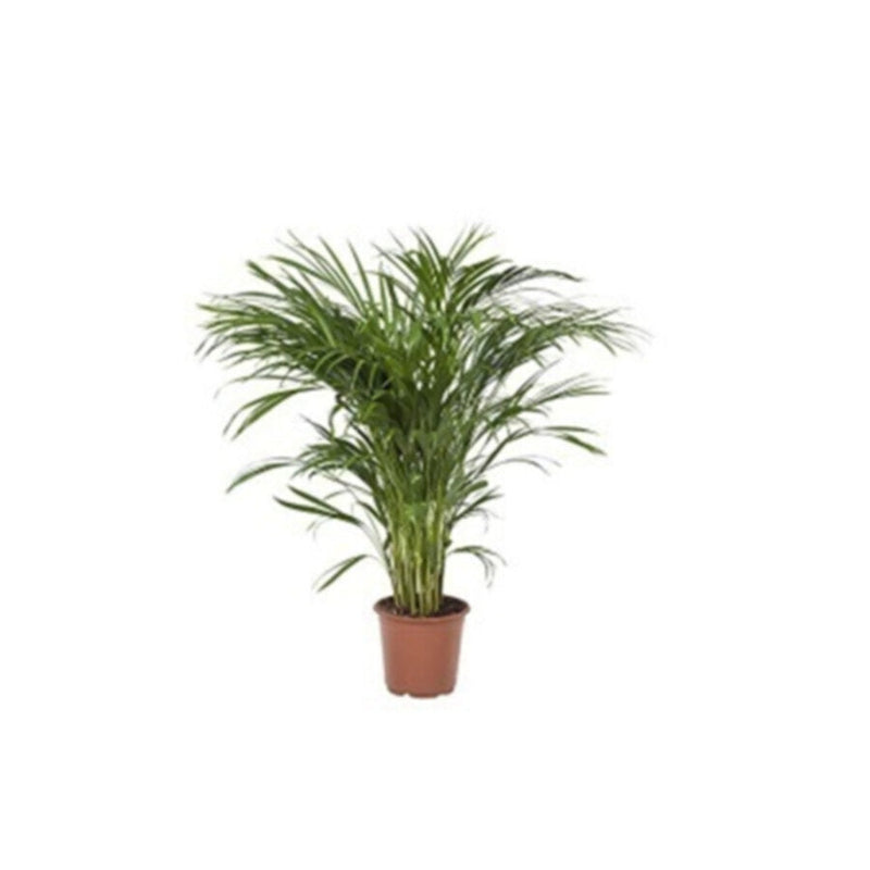 Dypsis lutescense (Areca Palm) | Indoor Live Plant | 120 CM Height