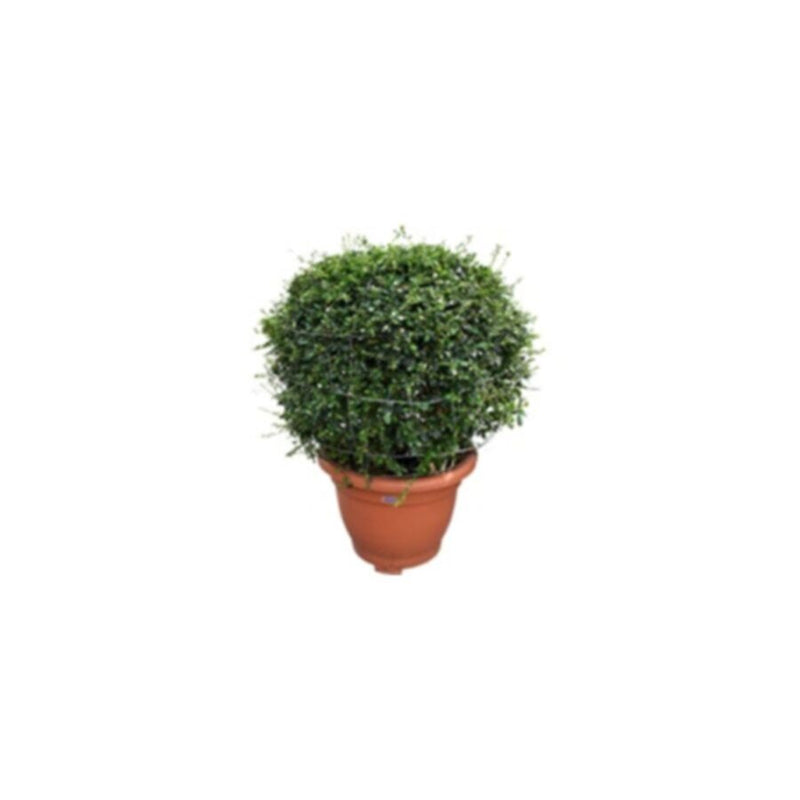 Erithiya Macrophylla Outdoor Plant Ball Shape, 40 CM Dia