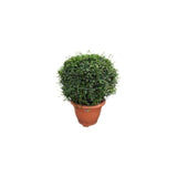Erithiya Macrophylla Outdoor Plant Ball Shape, 40 CM Dia