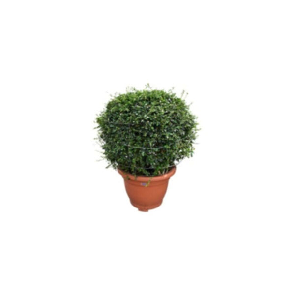 Erithiya Macrophylla | Outdoor Live Plant | Cone Shape | 1 MT Height