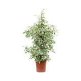 Ficus Twilight | Indoor Live Plant | 90-100 CM Height