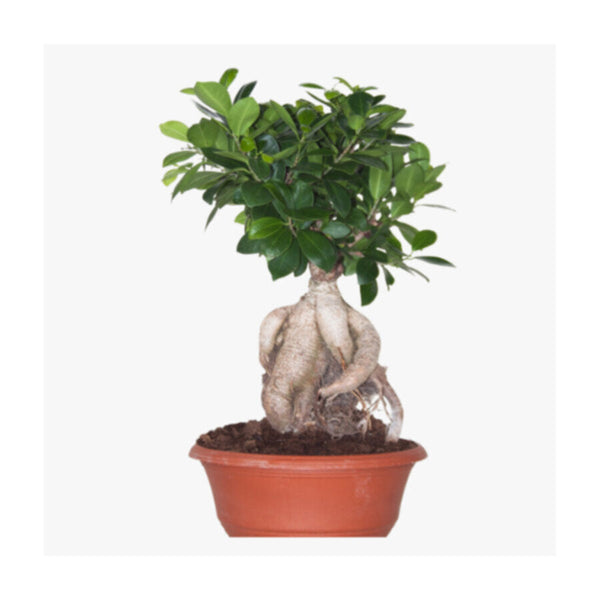 Ficus/Weeping Fig | Outdoor Live Plant | 1 MT Height | "S" Shape