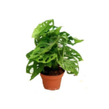 Monstera | Indoor Live Plant | 30-40 CM Height