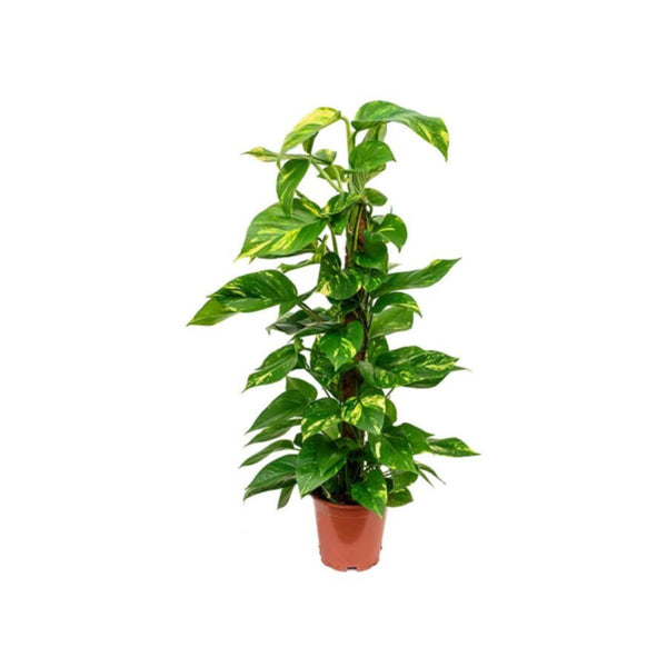 Money Plant | Epipremnum Moss Stick Indoor Live Plant 60 CM Height