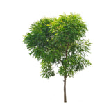 Azadirachta Indica (Neem Tree) Outdoor Plant 1 MT OH, 17 CM Pot