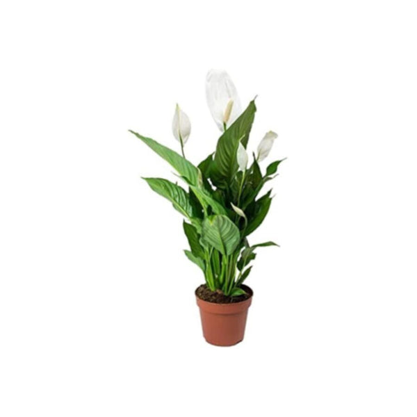 Peace Lily | Spathiphyllum Indoor Live Flowering Plant | 50-60 CM Height