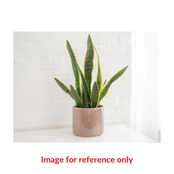 Snake Plant | Indoor Live Plant 30-40CM