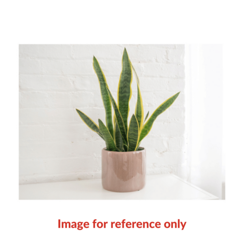 Snake Plant | Indoor Live Plant 30-40CM