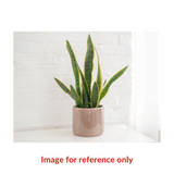 Snake Plant | Indoor Live Plant 30-40CM